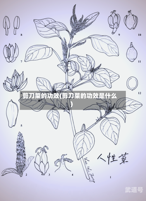 剪刀菜的功效(剪刀菜的功效是什么)