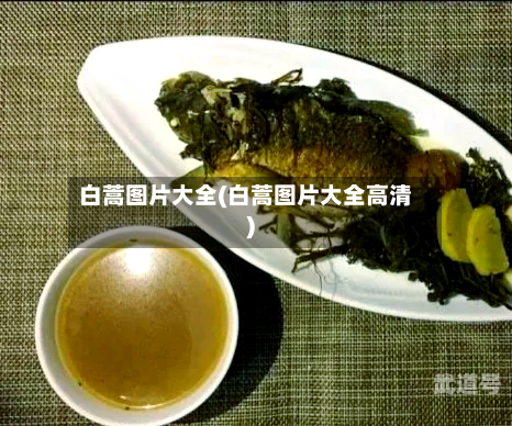 白蒿图片大全(白蒿图片大全高清)