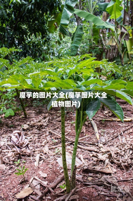 魔芋的图片大全(魔芋图片大全 植物图片)