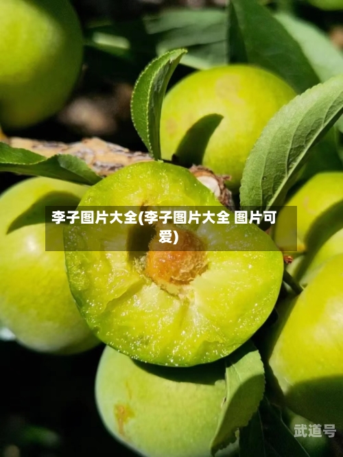 李子图片大全(李子图片大全 图片可爱)
