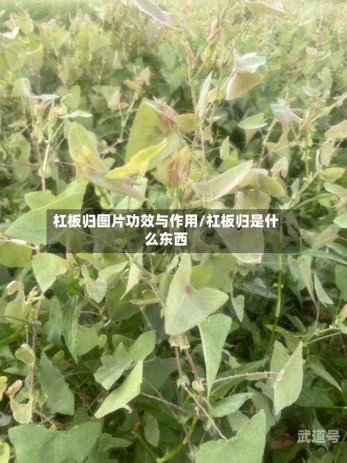杠板归图片功效与作用/杠板归是什么东西