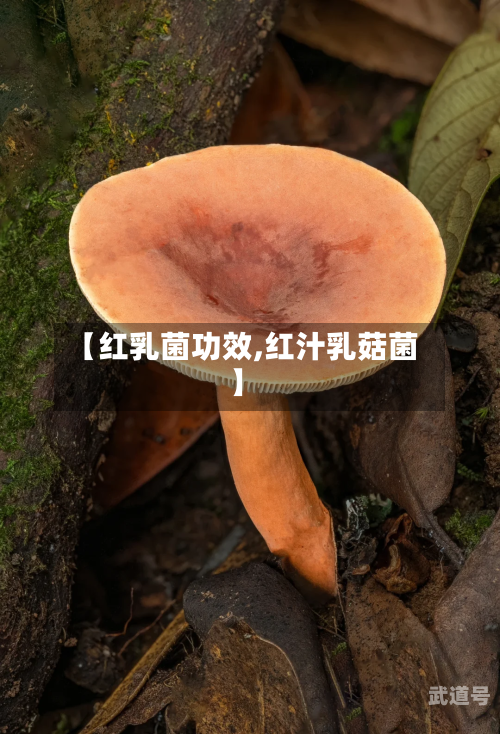 【红乳菌功效,红汁乳菇菌】