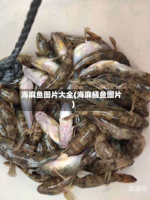 海麻鱼图片大全(海麻鳝鱼图片)