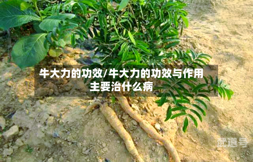 牛大力的功效/牛大力的功效与作用主要治什么病