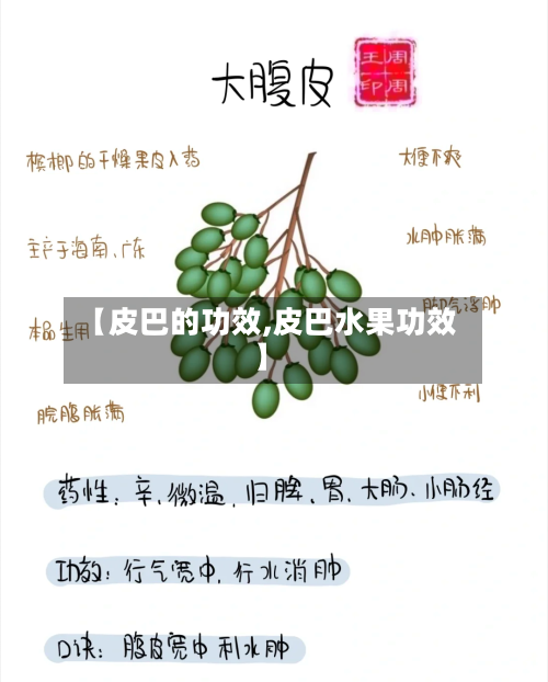 【皮巴的功效,皮巴水果功效】