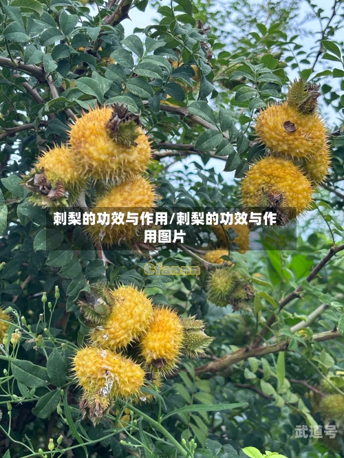 刺梨的功效与作用/刺梨的功效与作用图片