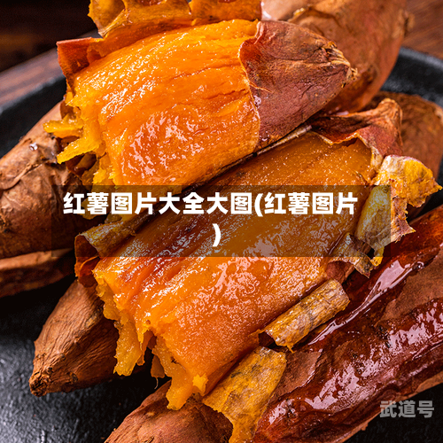 红薯图片大全大图(红薯图片)