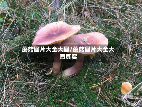 蘑菇图片大全大图/蘑菇图片大全大图真实
