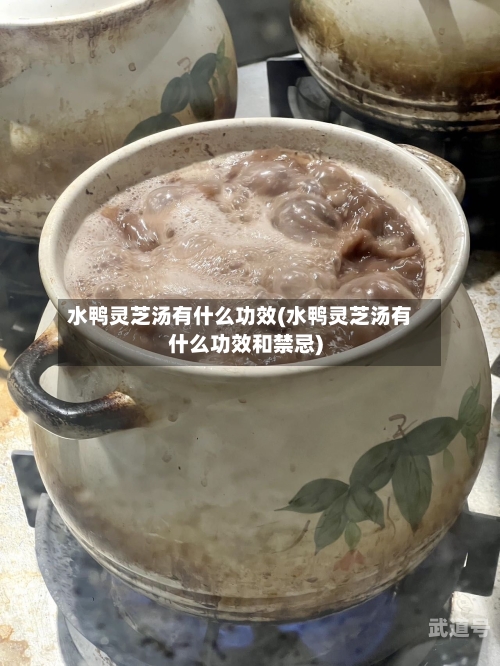 水鸭灵芝汤有什么功效(水鸭灵芝汤有什么功效和禁忌)