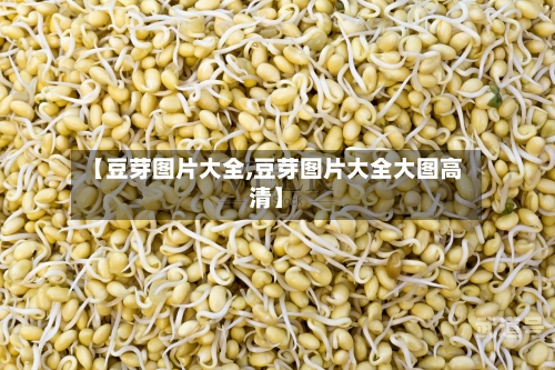 【豆芽图片大全,豆芽图片大全大图高清】