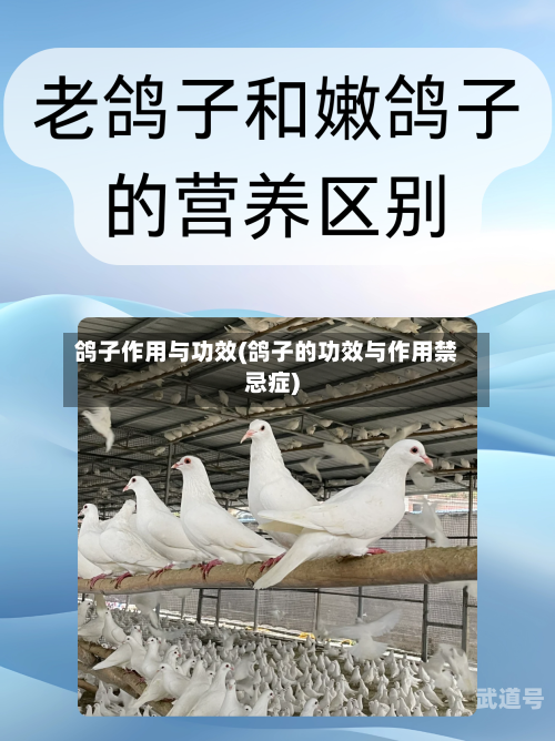 鸽子作用与功效(鸽子的功效与作用禁忌症)