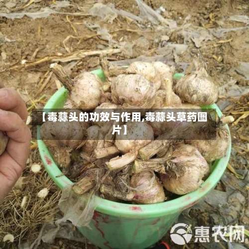 【毒蒜头的功效与作用,毒蒜头草药图片】
