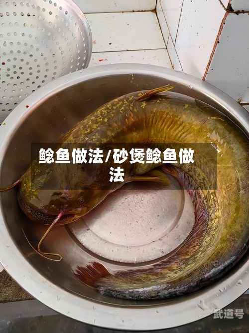 鲶鱼做法/砂煲鲶鱼做法