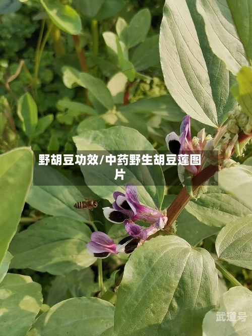 野胡豆功效/中药野生胡豆莲图片
