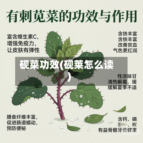 砚菜功效(砚莱怎么读)