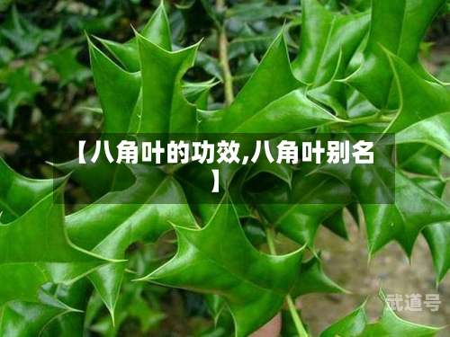 【八角叶的功效,八角叶别名】