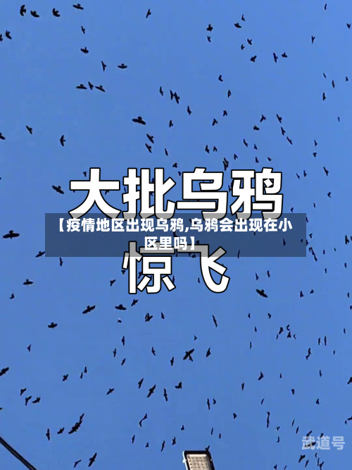 【疫情地区出现乌鸦,乌鸦会出现在小区里吗】