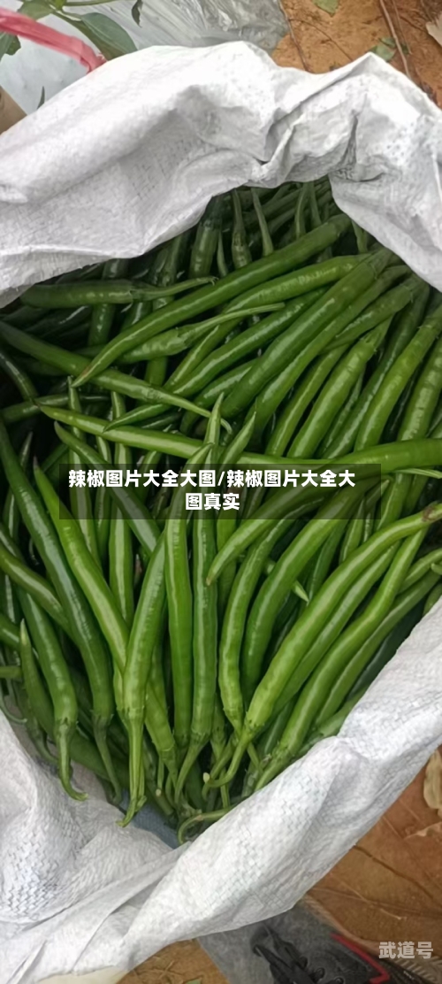 辣椒图片大全大图/辣椒图片大全大图真实