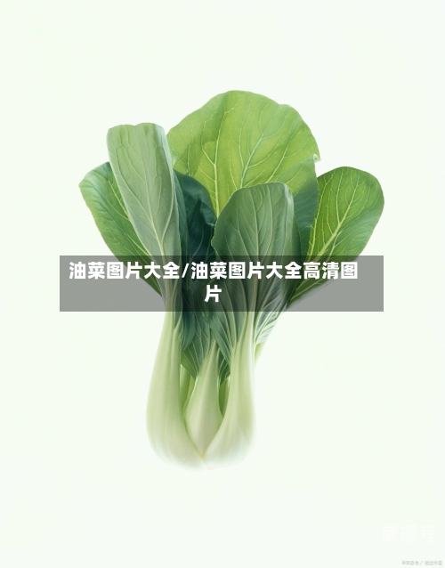 油菜图片大全/油菜图片大全高清图片