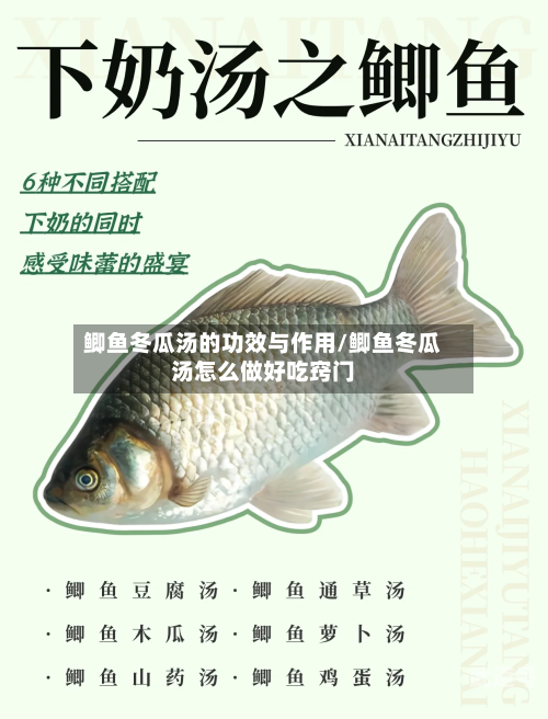 鲫鱼冬瓜汤的功效与作用/鲫鱼冬瓜汤怎么做好吃窍门