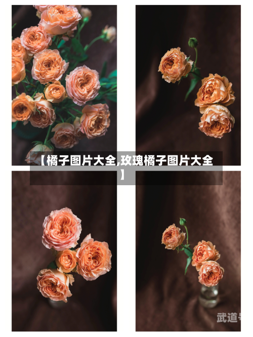 【橘子图片大全,玫瑰橘子图片大全】