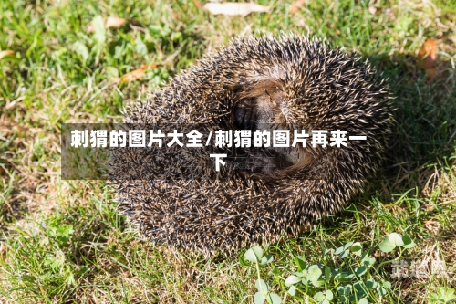 刺猬的图片大全/刺猬的图片再来一下