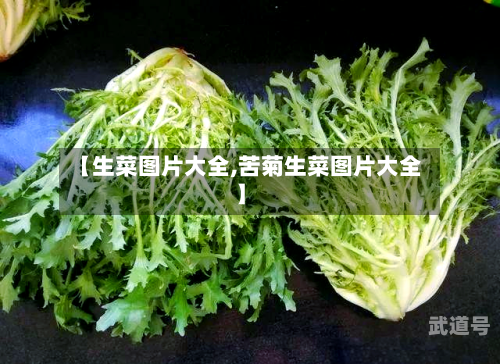 【生菜图片大全,苦菊生菜图片大全】