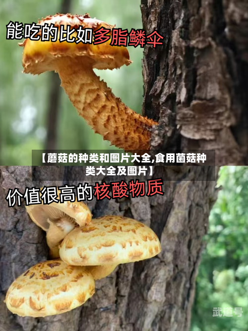 【蘑菇的种类和图片大全,食用菌菇种类大全及图片】