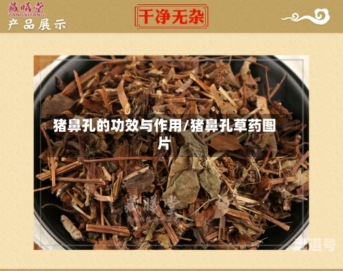 猪鼻孔的功效与作用/猪鼻孔草药图片