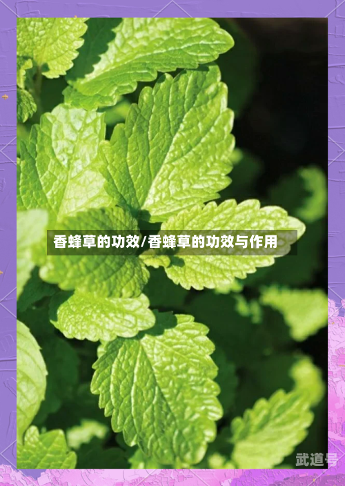 香蜂草的功效/香蜂草的功效与作用