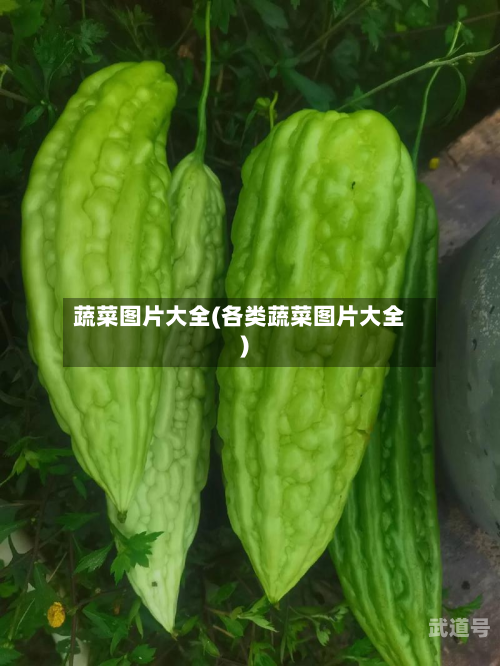 蔬菜图片大全(各类蔬菜图片大全)