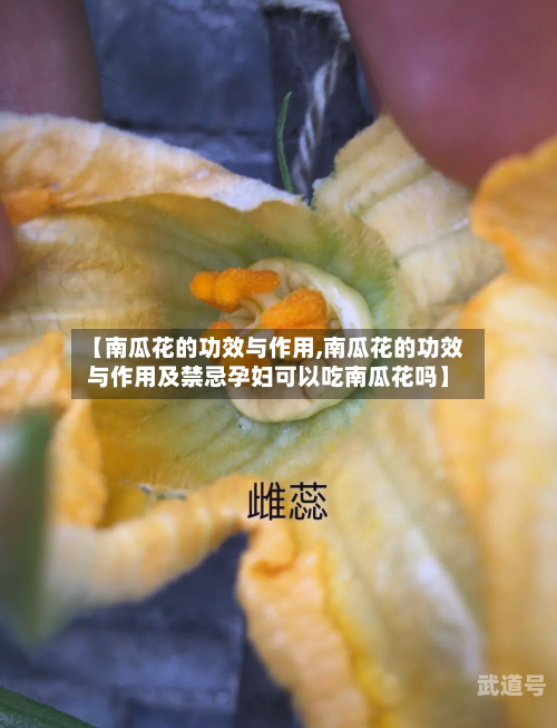 【南瓜花的功效与作用,南瓜花的功效与作用及禁忌孕妇可以吃南瓜花吗】