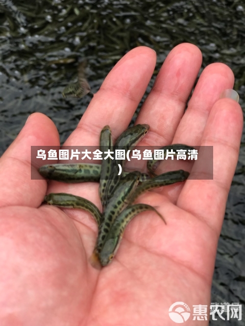 乌鱼图片大全大图(乌鱼图片高清)