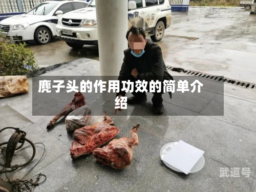 麂子头的作用功效的简单介绍