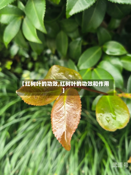 【红树叶的功效,红树叶的功效和作用】