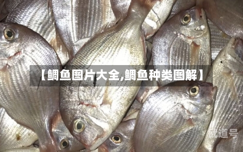 【鲷鱼图片大全,鲷鱼种类图解】