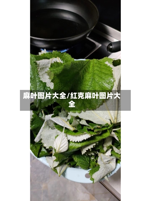 麻叶图片大全/红克麻叶图片大全