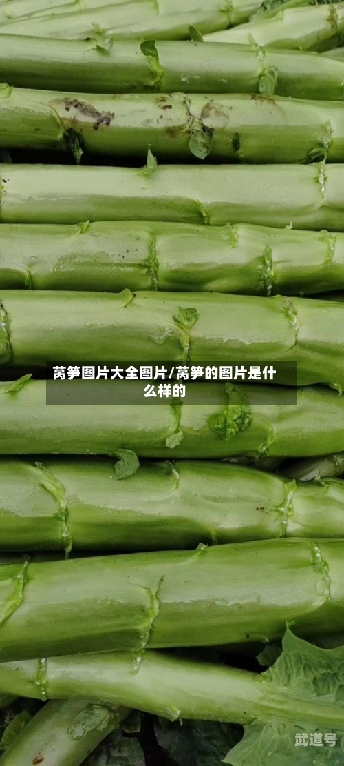 莴笋图片大全图片/莴笋的图片是什么样的
