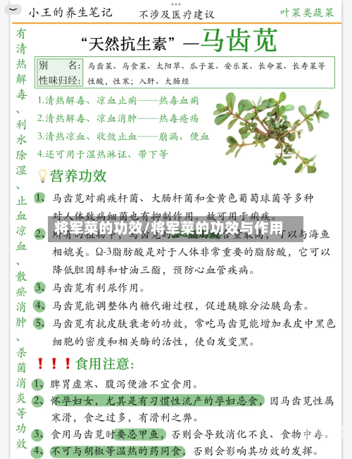 将军菜的功效/将军菜的功效与作用