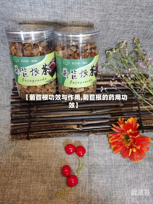 【菊苣根功效与作用,菊苣根的药用功效】