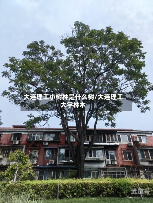 大连理工小树林是什么树/大连理工大学林木
