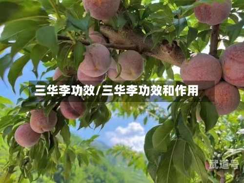 三华李功效/三华李功效和作用