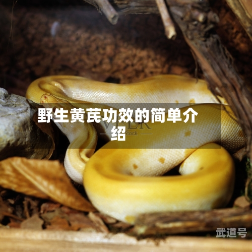 野生黄芪功效的简单介绍