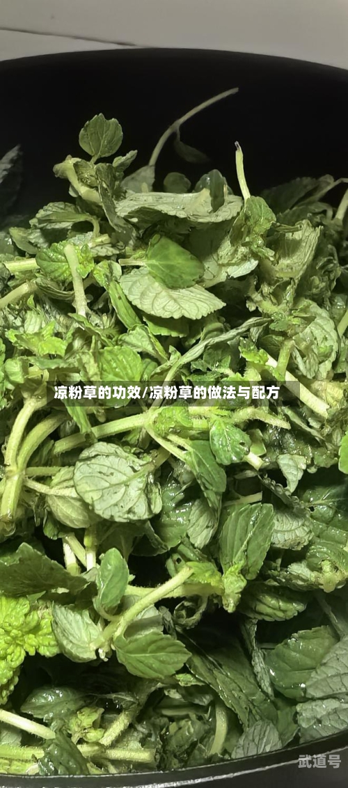 凉粉草的功效/凉粉草的做法与配方