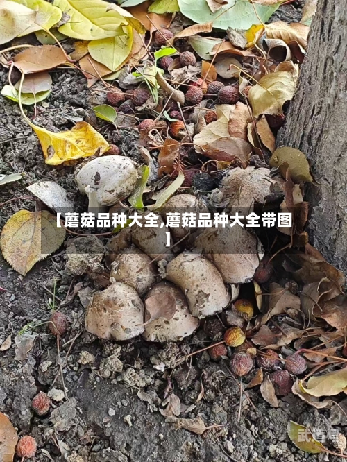 【蘑菇品种大全,蘑菇品种大全带图】
