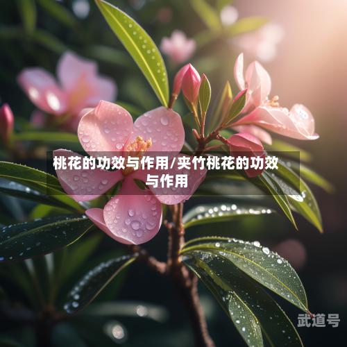 桃花的功效与作用/夹竹桃花的功效与作用