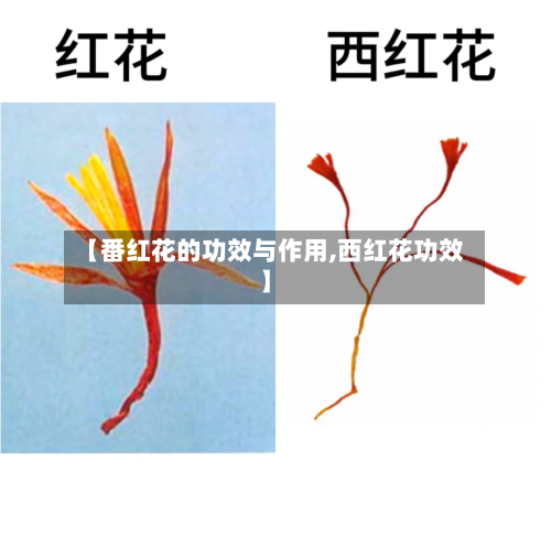 【番红花的功效与作用,西红花功效】