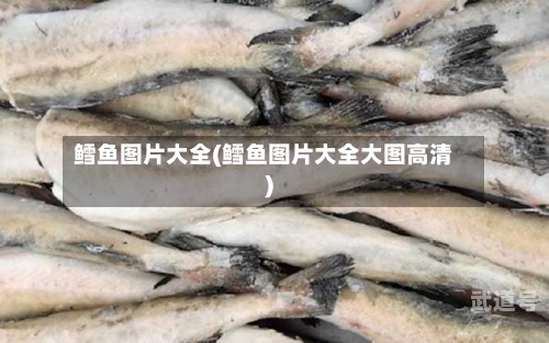 鳕鱼图片大全(鳕鱼图片大全大图高清)