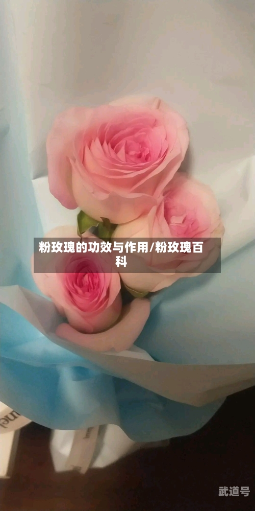 粉玫瑰的功效与作用/粉玫瑰百科
