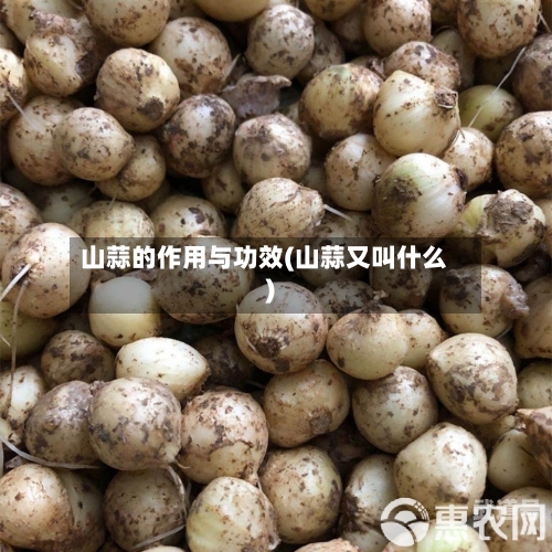 山蒜的作用与功效(山蒜又叫什么)
